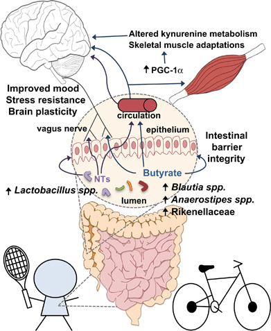 Early-life exercise increases probiotic Lactobacillus spp. as well as butyrate-producing species, and these bacteria can help promote the persistent exercise-induced adaptations in brain plasticity, mood/behavior and skeletal muscle by influencing various aspects of host function.