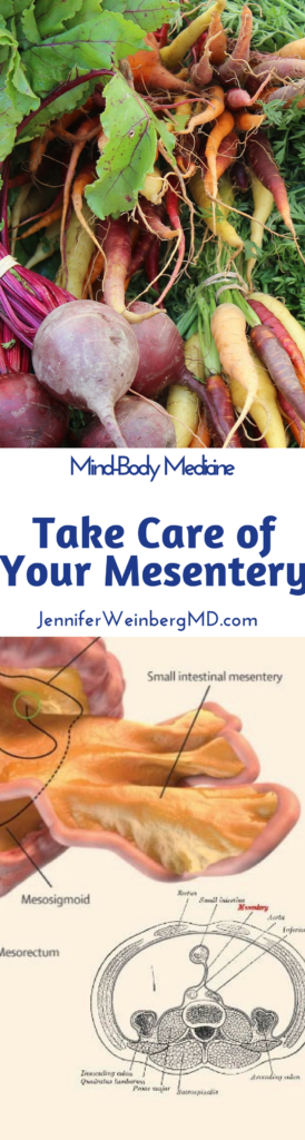 Follow these Simple Steps to Protect the Newest Organ for Longevity and Balance, the Mesentery! Learn how to boost #lymphatic flow, #immunity and #digestion #mesentery #health #healthy #aging #lymph #massage #microbiome #antioxidant #stress #digestion #gut #guthealth www.JenniferWeinbergMD.com