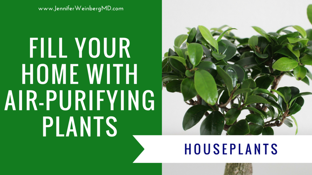 Fill Your Home with Air-Purifying Plants