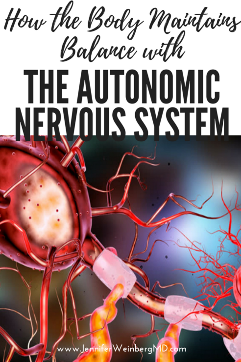 The Autonomic Nervous System_an overview of how the body maintains balance